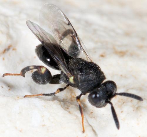Brachymeria sp.