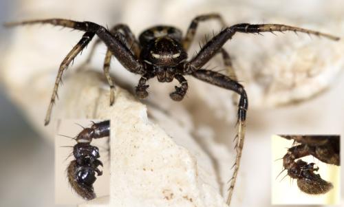 Xysticus sp.