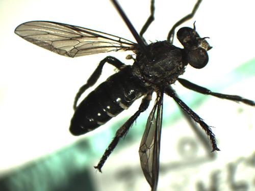 Cyrtopogon lateralis