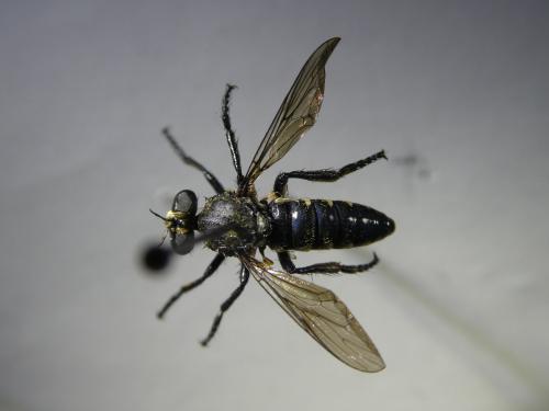 Réf. 295 195 : Cyrtopogon lateralis