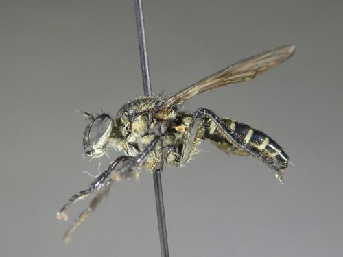 Réf. 295 203 : Cyrtopogon lateralis