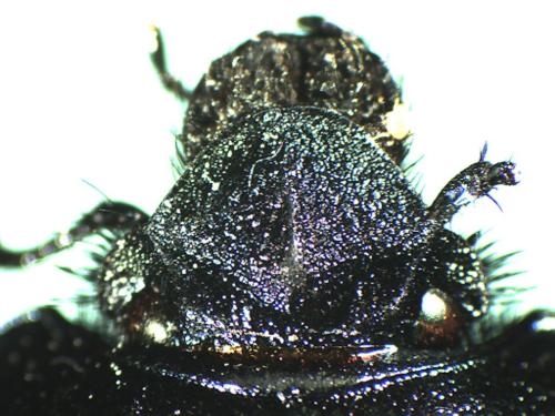 Réf. 295 285 : Trypocopris vernalis