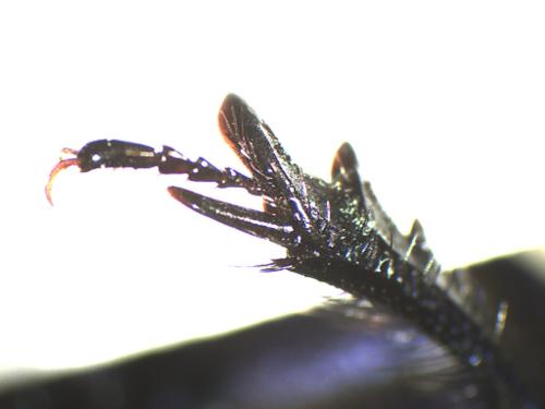 Réf. 295 286 : Trypocopris vernalis