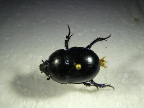 Réf. 295 283 : Trypocopris vernalis