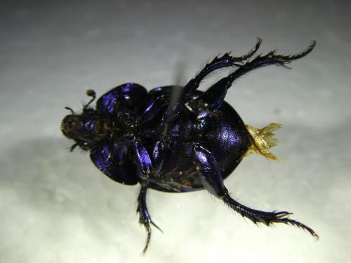 Réf. 295 284 : Trypocopris vernalis