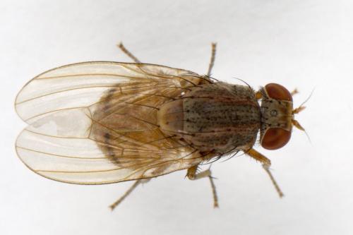 Réf. 295 005 : Minettia fasciata