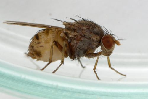 Réf. 295 006 : Minettia fasciata