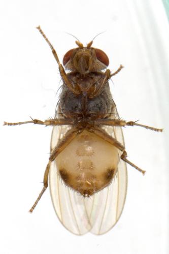 Réf. 295 007 : Minettia fasciata