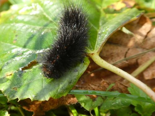 Phragmatobia fuliginosa