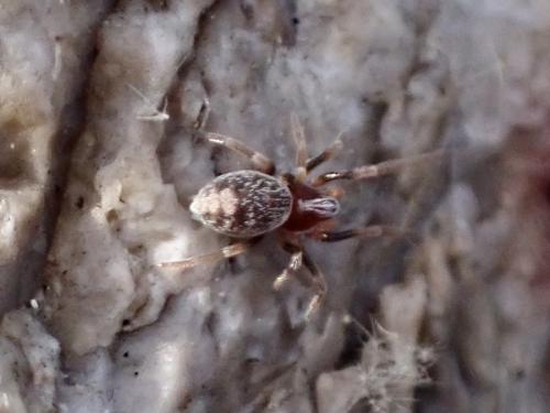 Marilynia bicolor