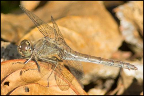 Réf. 295 539 : Sympetrum striolatum