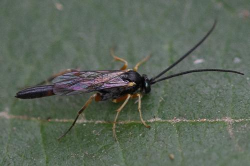 Réf. 295 152 : Campopleginae inconnu