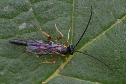 Réf. 295 151 : Campopleginae inconnu