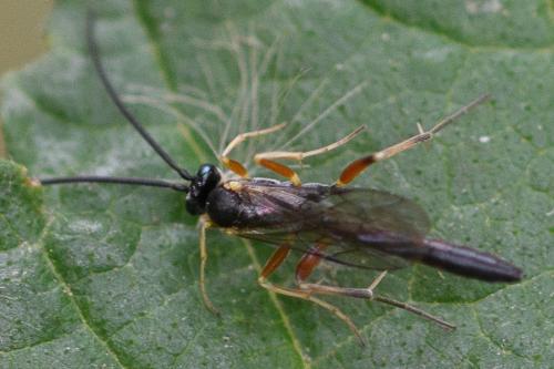 Réf. 295 150 : Campopleginae inconnu