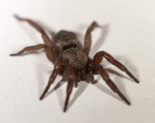 Scotophaeus sp.