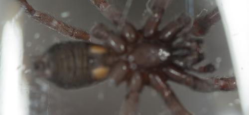 Scotophaeus sp.