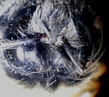 Bombus sp.