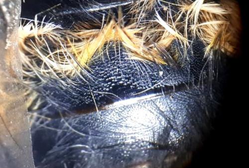 Bombus sp.