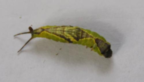 Furcula furcula