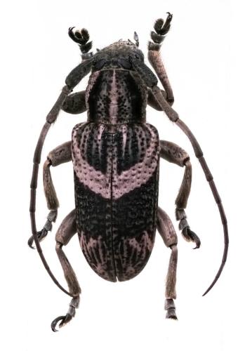 Mispila curvilinea