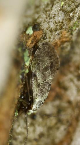 Loensia sp.