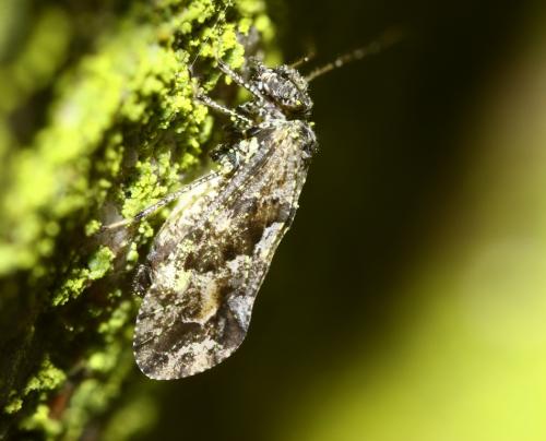 Myopsocus eatoni
