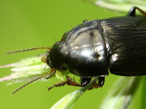 Amara sp.
