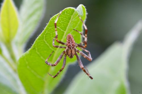 Araneus diadematus