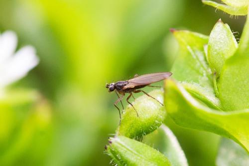 Lonchoptera sp.
