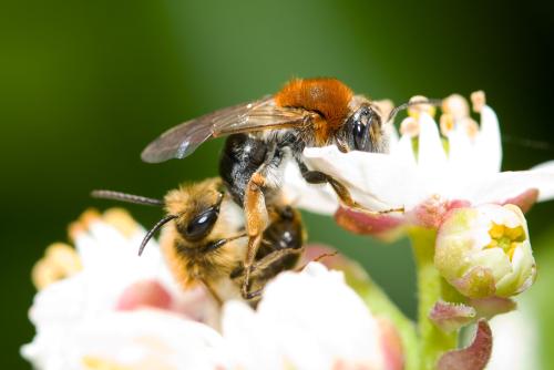Andrena haemorrhoa