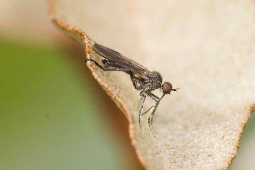 Rhamphomyia sp.
