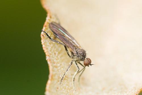 Rhamphomyia sp.