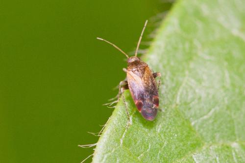 Psallus sp.