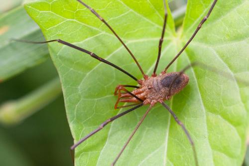 Réf. 295 496 : Phalangium opilio