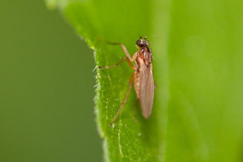 Lonchoptera sp.