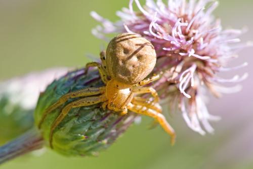 Réf. 295 524 : Xysticus sp.