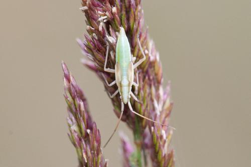 Stenodema calcarata