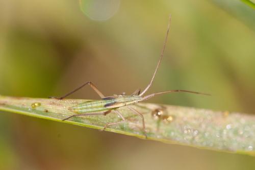 Réf. 295 536 : Notostira sp.