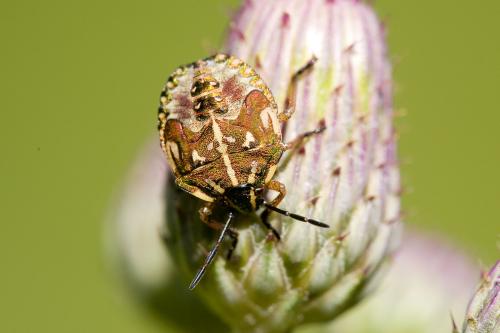 Réf. 295 540 : Carpocoris purpureipennis