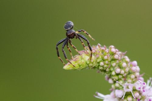 Synema globosum