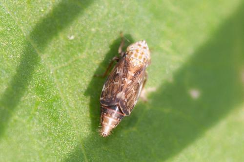 Errastunus ocellaris