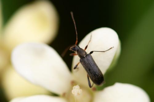 Grammoptera ruficornis