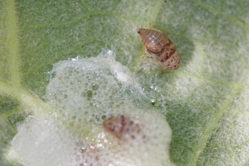 Aphrophora sp.