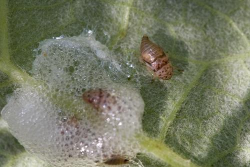 Aphrophora sp.