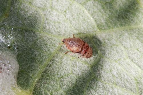 Aphrophora sp.