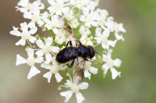 Réf. 295 678 : Pipiza austriaca