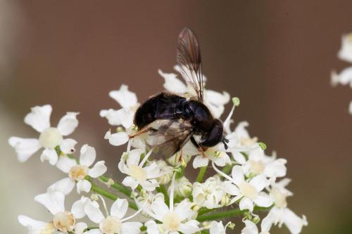 Réf. 295 679 : Pipiza austriaca