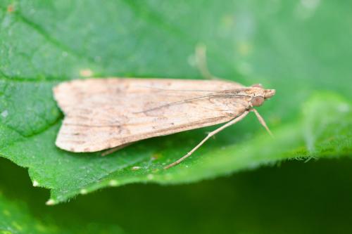Nomophila noctuella