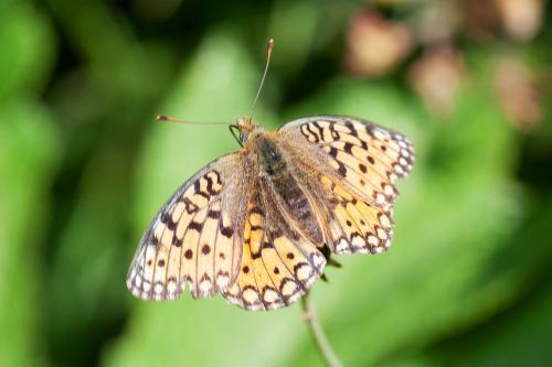 Argynnis niobe