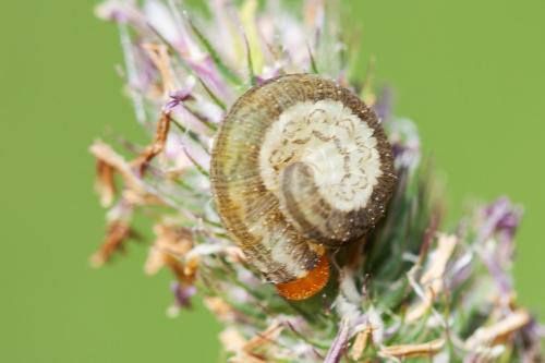 Tenthredo sp.